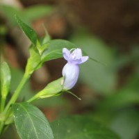 Strobilanthes adenophora Nees